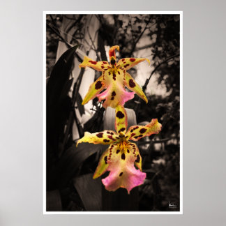 Golden Buddha Orchids Poster