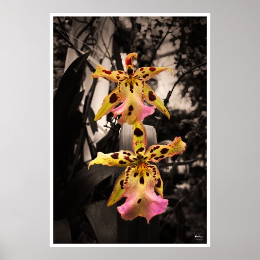 Golden Buddha Orchids Poster (Voorkant)