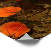 Golden California Poppies Poster (Hoek)