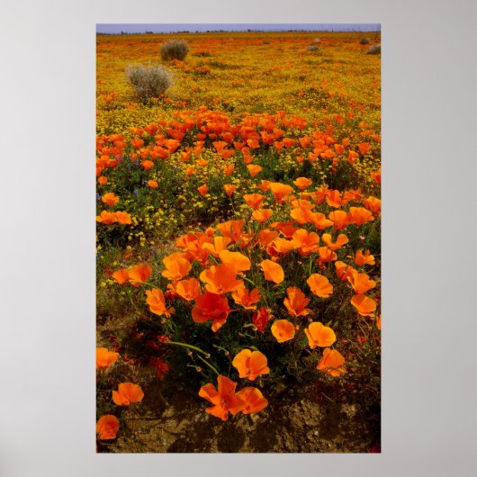 Golden California Poppies Poster (Voorkant)