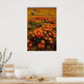 Golden California Poppies Poster (Keuken)