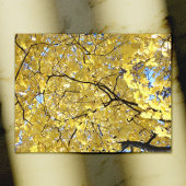 Golden Canopy Post Kaart