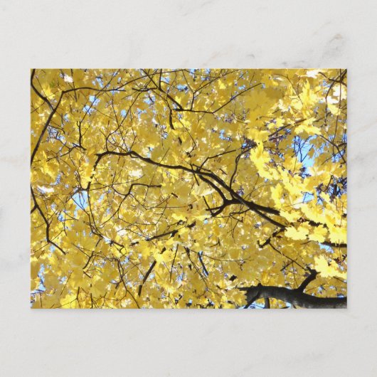 Golden Canopy Post Kaart (Voorkant)