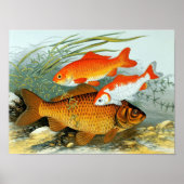  Golden Carp Koi Goldfish Poster (Voorkant)