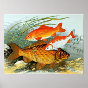  Golden Carp Koi Goldfish Poster