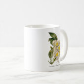 Golden Cascades: Dendrobium farmerii Orchidee Mok (Voorkant rechts)