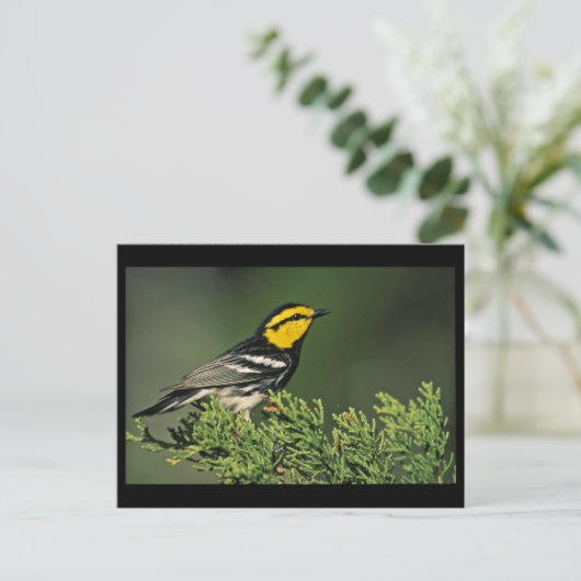 Golden-Cheeked Warbler Briefkaart (Staand voorkant)