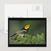 Golden-Cheeked Warbler Briefkaart (Voorkant / Achterkant)