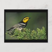 Golden-Cheeked Warbler Briefkaart (Voorkant)