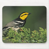 Golden-Cheeked Warbler Muismat (Voorkant)