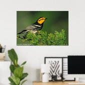 Golden-Cheeked Warbler Poster (Thuiskantoor)