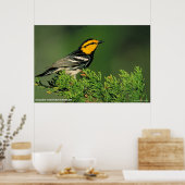 Golden-Cheeked Warbler Poster (Keuken)