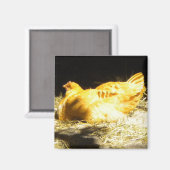 Golden Chicken magnet (Voorkant / Achterkant)