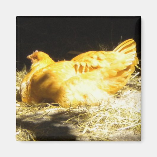 Golden Chicken magnet (Voorkant)