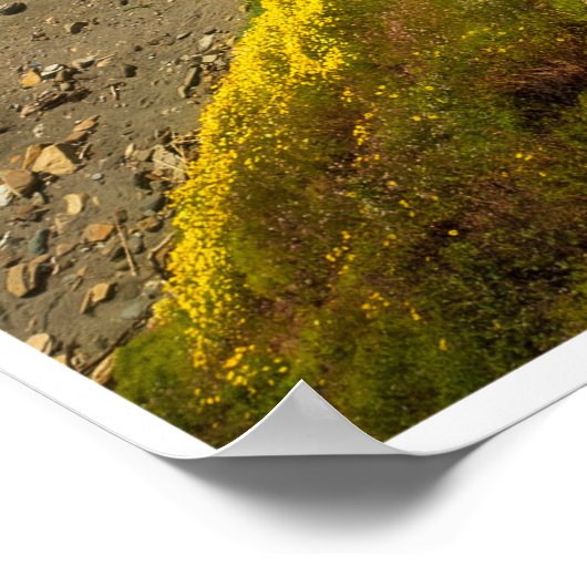 Golden Coastline in Bloom Poster (Hoek)