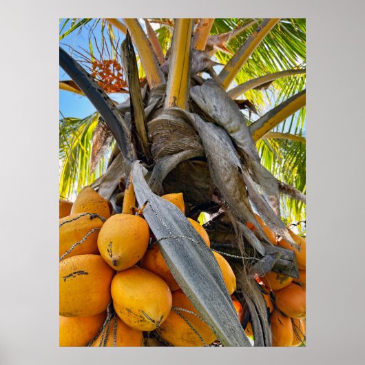 Golden Coconuts Poster (Voorkant)