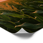 Golden Cornfield Sunset Achtergrond Poster (Hoek)