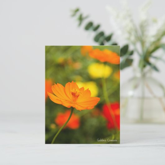 Golden Cosmos ［ Briefkaart ］ (Staand voorkant)