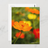 Golden Cosmos ［ Briefkaart ］ (Voorkant / Achterkant)