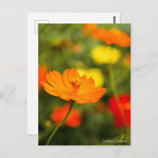 Golden Cosmos ［ Briefkaart ］ (Voorkant / Achterkant)