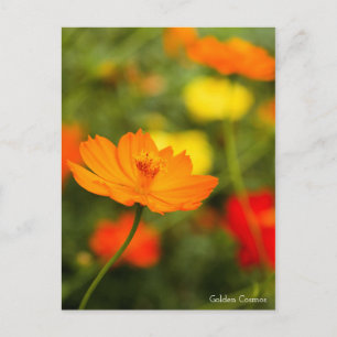 Golden Cosmos ［ Briefkaart ］