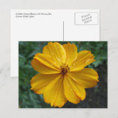 Golden Cosmos Briefkaart (Voorkant / Achterkant)