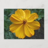 Golden Cosmos Briefkaart (Voorkant)