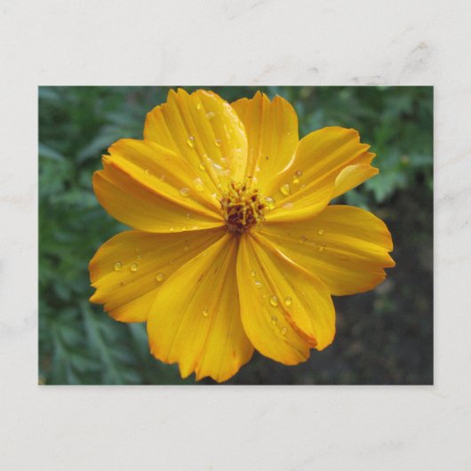 Golden Cosmos Briefkaart (Voorkant)