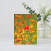 Golden Cosmos (Briefkaart) Briefkaart (Staand voorkant)