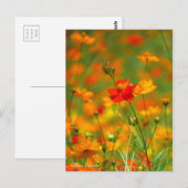 Golden Cosmos (Briefkaart) Briefkaart (Voorkant / Achterkant)