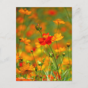 Golden Cosmos (Briefkaart) Briefkaart
