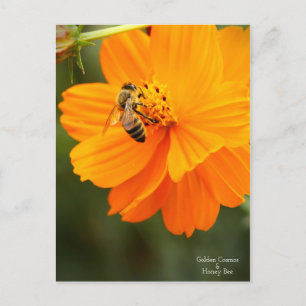 Golden Cosmos & Honey Bee ［ Briefkaart ］