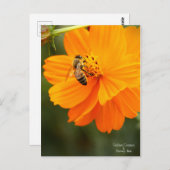 Golden Cosmos & Honey Bee ［ Briefkaart ］ (Voorkant / Achterkant)