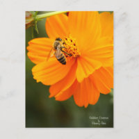 Golden Cosmos & Honey Bee ［ Briefkaart ］