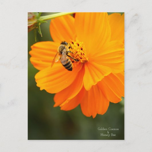 Golden Cosmos & Honey Bee ［ Briefkaart ］ (Voorkant)