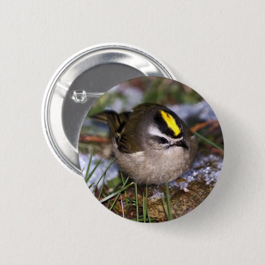 Golden crowding Kinglet Button (Voorkant /achterkant)