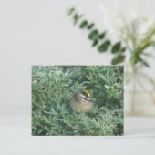 Golden crowed Kinglet 1 Briefkaart (Staand voorkant)