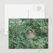 Golden crowed Kinglet 1 Briefkaart (Voorkant / Achterkant)