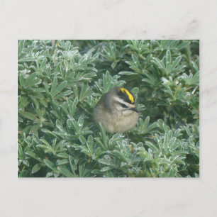 Golden crowed Kinglet 1 Briefkaart