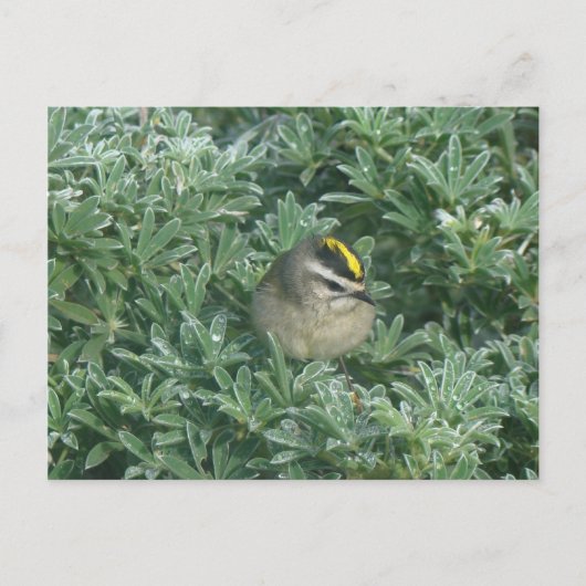 Golden crowed Kinglet 1 Briefkaart (Voorkant)