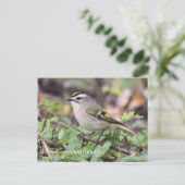 Golden crowed Kinglet Briefkaart (Staand voorkant)