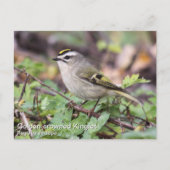 Golden crowed Kinglet Briefkaart (Voorkant)