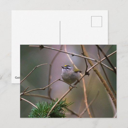 Golden crowed Kinglet Briefkaart (Voorkant / Achterkant)