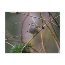 Golden crowed Kinglet