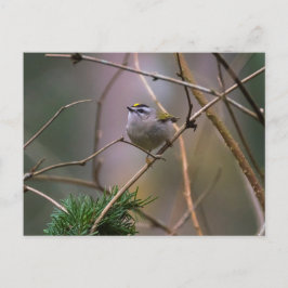 Golden crowed Kinglet Briefkaart