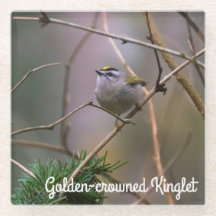 Golden crowed Kinglet