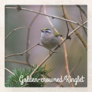 Golden crowed Kinglet Glazen Onderzetter
