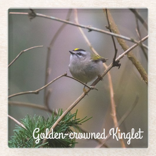 Golden crowed Kinglet Glazen Onderzetter (Voorkant)