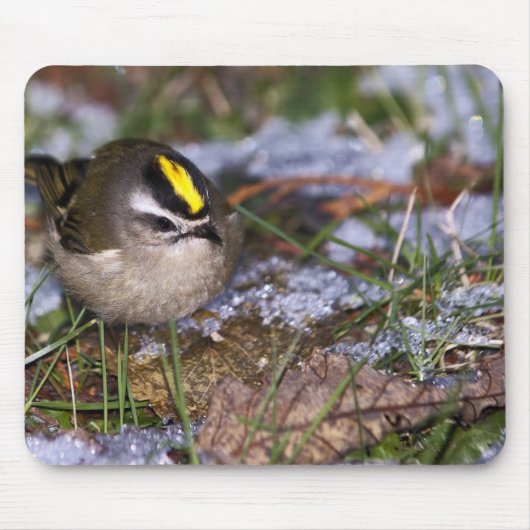 Golden crowed Kinglet Mousepad Muismat (Voorkant)