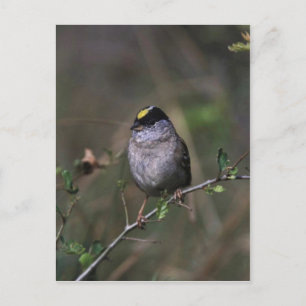 Golden crowed Sparrow Briefkaart